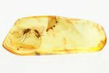 Two Detailed Fossil Fungus Gnats (Mycetophilidae) in Baltic Amber #381500-1